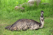Emu