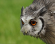 Northern White Faced Owl / Ptilopsis leucotis