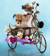 The puppy chihuahua on a bicycle in studio