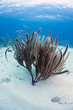 Grooved-Blade Sea Whip