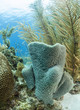 azure vase sponge, Callyspongia plicifera