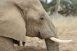 Elephant Portrait 1