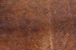 Snake skin texture background