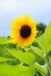 Foto: Sonnenblume Sonnenblume