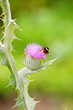 Foto: Eselsdistel (Onopordum acanthium) Eselsdistel (Onopordum acanthium)