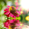Flower design.With copy-space and water drops on a lief