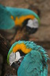 AMAZON PARROTS