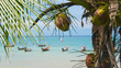 Kokos und Meer auf  Phuket Insel, Thailand