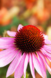 Echinacea - Medizin