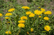 Dandelion