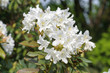 rhododendron