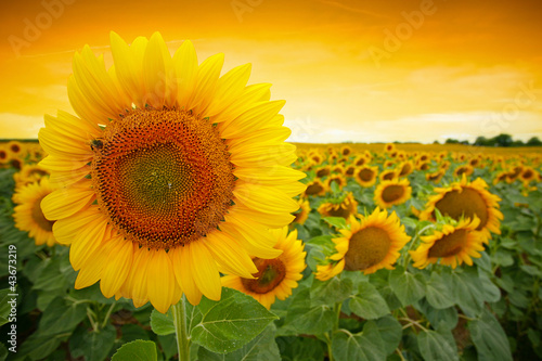 Foto: Sunflower field Sunflower field