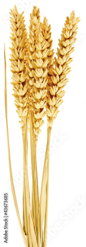 Photo: épis de blé épis de blé