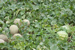 Photo: Watermelons and Melons Watermelons and Melons