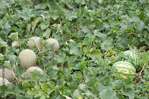 Photo: Watermelons and Melons Watermelons and Melons