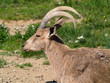 Nubian ibex