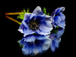 flowers of anemone