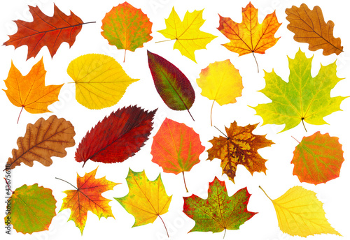 Photo: Colorful autumn leaves isolated on white Colorful autumn leaves isolated on white