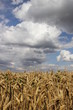 Foto: Wheat Wheat