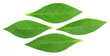 Henna leaves over white background