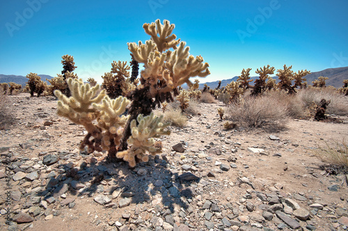 Photo: Cholla Cactus Garden Cholla Cactus Garden