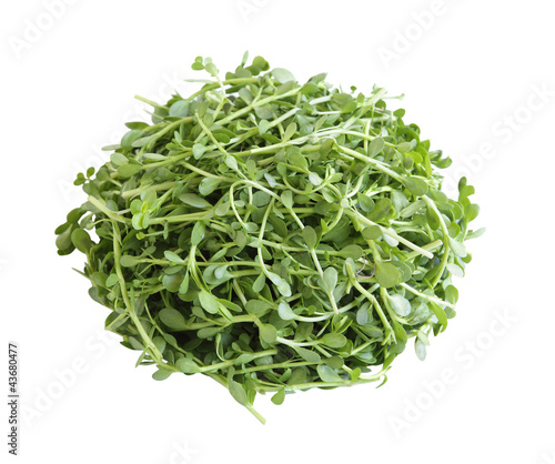 Foto: Bacopa monnieri Bitter Leaf Bacopa monnieri Bitter Leaf