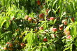 pfirsichbaum