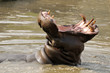 Foto: Hippo in water yawning Hippo in water yawning