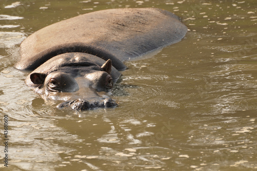 Foto: Hippo swimming towards camera Hippo swimming towards camera