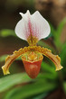 BLUMEN_0096_Orchidee_Frauenschuh