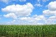 Organic corn farming