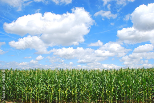 Photo: Organic corn farming Organic corn farming