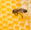 bee macro shot collecting honey in honeycomb