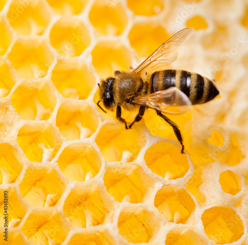 Photo: bee macro shot collecting honey in honeycomb bee macro shot collecting honey in honeycomb