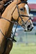 cheval et martingale