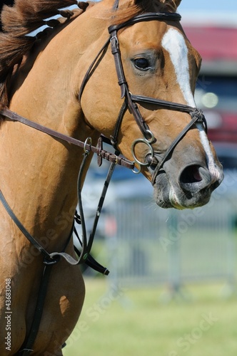 Photo: cheval et martingale cheval et martingale