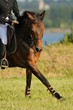 cheval en incurvation