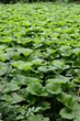 Foto: Pestwurz Pestwurz