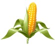 pannocchia