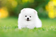 Adorable white Pomeranian puppy sitting in the grass