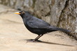 Amsel