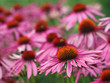 Sommerblumen