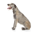 Irish Wolfhound dog