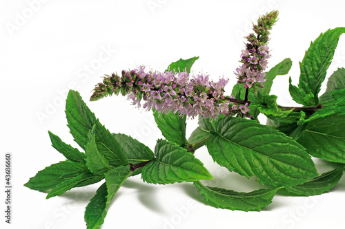 Photo: mint mint
