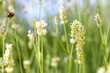 lavendel