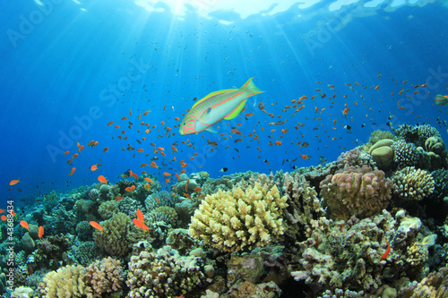 Photo: Tropical Fish and Coral Reef Scene Tropical Fish and Coral Reef Scene