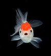 goldfish on black background