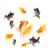 goldfish isolated on white background