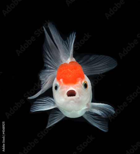Photo: goldfish on black background goldfish on black background