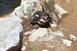 Humboldt-Pinguinmutter mit zwei frisch geschlüpften Küken